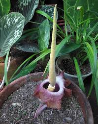 Image result for Amorphophallus lewallei