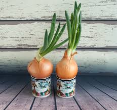 Moreover, the reward from growing scallions is a sense of vitality that's extra valuable right now. Growing Onions Indoors All The Top Tips
