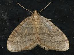 Image result for Operophtera brumata