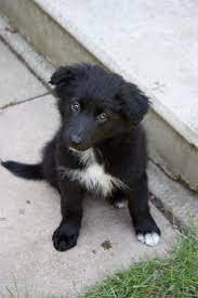 German Shepherd Shower Time Dog Breeds Collie Puppies Puppies Breeds