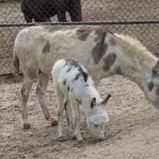 If your youngster is animal crazy then this is the perfect destination. Animal Farm Petting Zoo Home Facebook