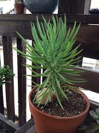 Narrow leaf chalkstick, senecio cylindricus s. Senecio Curio Talinoides Garden Org