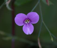 Image result for Canscora diffusa