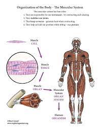 Organization Of The Body The Muscular System Body Cells Body Anatomy Human Body Anatomy