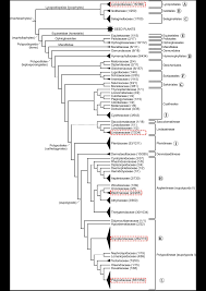 Image result for Grammitis cryptophlebia