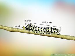 3 ways to identify a caterpillar wikihow