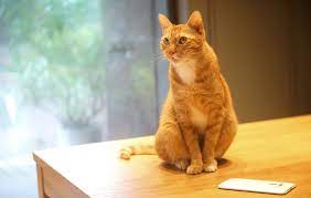 The act or position of one that sits. Red Cat Sitting On The Table With A Mobile Phone Wallpapers And Images Wallpapers Pictures Photos