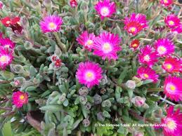 Image result for Delosperma spp.