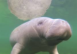 Baby manatee getting bottle fed. Columbus Zoo Takes In 4 Baby Manatees The Blade