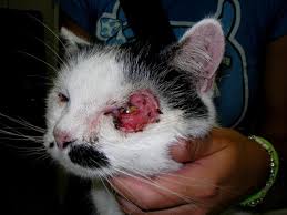 Veterinarians rely on many of the same diagnostic tools used in human medicine, including blood work, radiographs cats usually lag behind dogs for new cancer treatment protocols. My Elderly Cat Has A Tumor Diagnosis And Treatment With Pictures