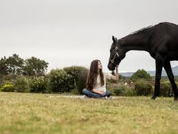 See more ideas about mane n tail, mane, tailed. Disney Plus Black Beauty Almost Had A Live Horse Birth Scene Polygon