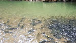 Kampung luanti is a village 20km away from ranau, located along the east coast highway to sandakan next to sabah tea garden. Fish Spa Picture Of Sungai Moroli Fish Massage Ranau Tripadvisor