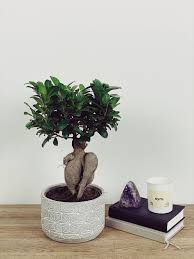 $1 off draft pours 3pm to 5pm! Bonsai Pointless Plants