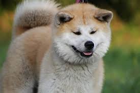 How much does a Shiba Inu puppy from an established breeder ...