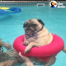 + bonus birthday french bulldog puppies, french bulldogs and bulldog puppies on pinterest french bulldog gif. New Trending Gif On Cymeme Blogspot Com Dog Pool Dog Swimming Cute Dogs