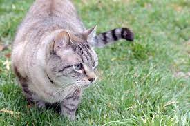 How To Get Rid Of A Cat Urine Smell Outside Cuteness Cat Repellant Cat Urine Smells Cat Spray