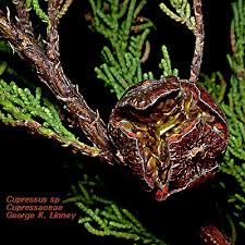 Image result for Cupressaceae