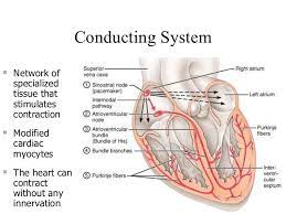 Cardiac Conduction System Cardiac Emergency Nursing Medical Knowledge