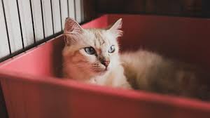 Kedi Egitimi Hakkinda Bilgiler Petburada Com