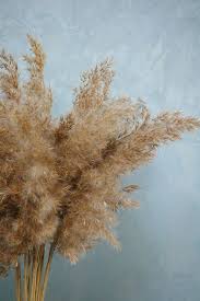 30 Pcs Long Extra Fluffy Dry Reeds Dry Bouquet Pampass Pampas Dried Flowers How To Preserve Flowers Long Vases Find inspiration to create a better life at home. 30 pcs long extra fluffy dry reeds dry