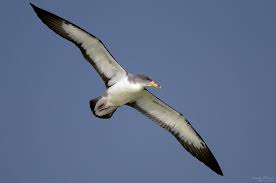 Image result for Dissotis caloneura