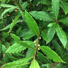 Monrovia's little ragu® sweet bay details and information. Plant Little Ragu Sweet Bay By Tracy Woods Blevins In Mants Collection Plants Map