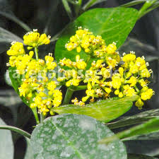 Image result for Psychotria capensis