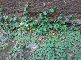 Image result for Drymaria