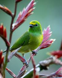 Image result for Cyanotis sp. aff. C. lapidosa