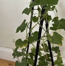 Image result for Kedrostis leloja