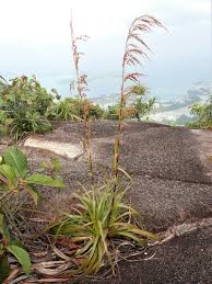 Image result for Costularia natalensis