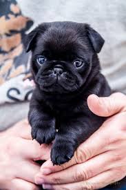 Pin By Kim Gravestock On Precious Ones Baby Pugs Pug Puppies Cute Pugs