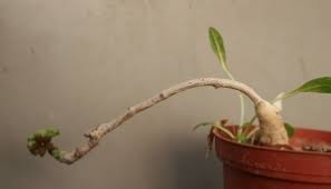 Image result for Cibirhiza