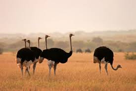 Birds That Cant Fly Why Ostriches Can T Fly Ostriches South Africa Safari National Parks Trip