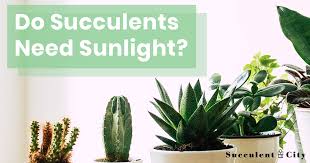Many indoor plants only require medium or low sunlight, so place these where they receive four to six hours of bright, indirect sunlight. Succulent Tips Do Succulents Need Sunlight Succulent City