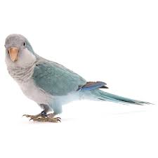 Blue Quaker Parrot 1ea | Pet Supermarket