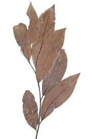 Image result for Diospyros abyssinica