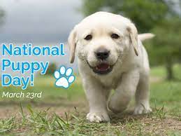 March 23rd Is National Puppy Day How Are You Celebrating With Your Puppy Vet Supply Source Labrador Retriever Retriever Puppy Labrador Retriever Dog