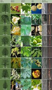 How can i learn to identify trees? Getting To Know Trees Royal Ontario Museum Tree Id Tree Identification Tree Leaf Identification