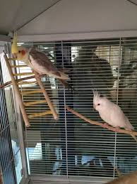 Standing on a playgym in a bird store. What Color Mutation Can I Get If I Breed A White Face Lutino And A Pearl Cockatiel Quora
