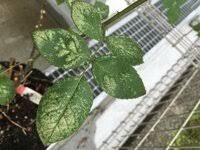 紫陽花なんですが 葉っぱがこんなことになっていますうどんこ病 来年の花 Yahoo 知恵袋