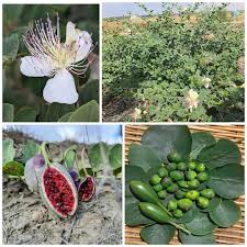 Image result for Capparis citrifolia