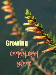 Candy Corn Plant Cuphea Micropetala Types Of Candy Corn Plants Corn Plant Corn Plant Indoor Care Corn Plant Indoor