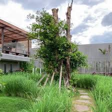 Image result for Ficus virens