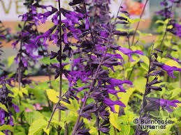 Dark purple buds open to deep purple flowers with an almost black calyx. Salvia Amistad From Burncoose Nurseries
