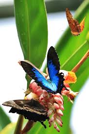 Hollyhock flowers mallow garden monarch plants flower garden. Friday Fun Fact What Do Butterflies Eat Australian Butterfly Sanctuary