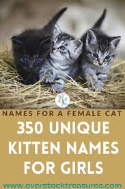 And part of the reason is because how unique they are among the animal kingdom. Unique Girl Names For Cats Hno At