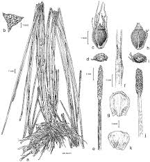 Image result for Eleocharis mutata