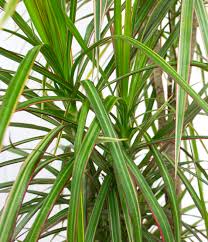 Image result for Dracaena