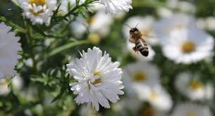 A native garden translates into nirvana for bees, birds, butterflies and other beneficial critters. Bee Friendly With Portland Nursery Garden Center Resources For All Your Gardening Needs